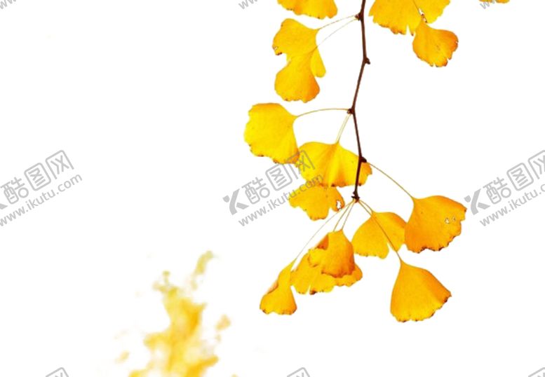 编号：96950504211859508714【酷图网】源文件下载-银杏叶