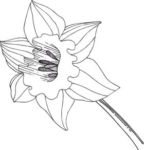 白描植物