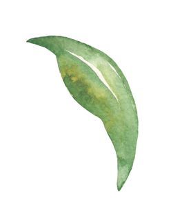 水彩植物花朵图案