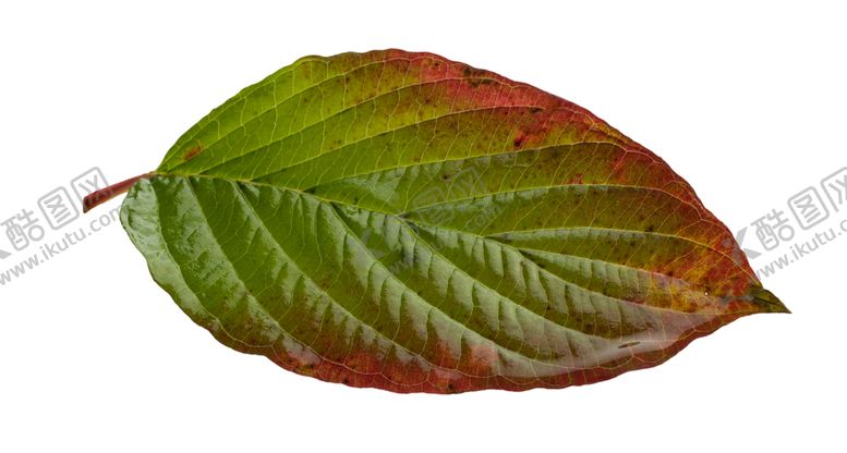 编号：93963711011436418533【酷图网】源文件下载-枫叶