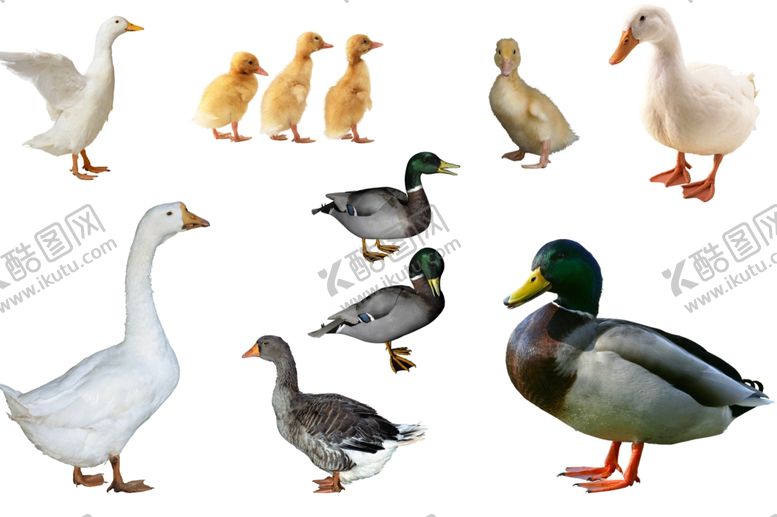 编号：79575811010124052123【酷图网】源文件下载-鸭子