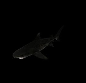 海洋生物