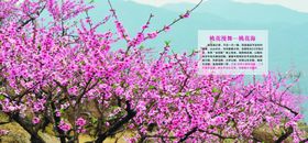 桃花林