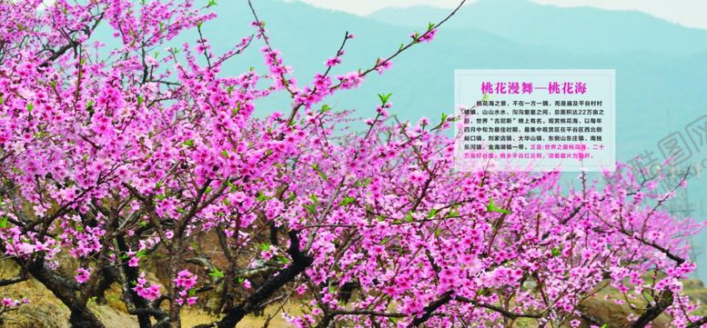 编号：86590507080545028809【酷图网】源文件下载-桃花林