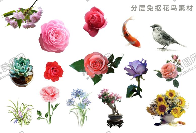 编号：24448005160116353589【酷图网】源文件下载-高清免抠花鸟素材