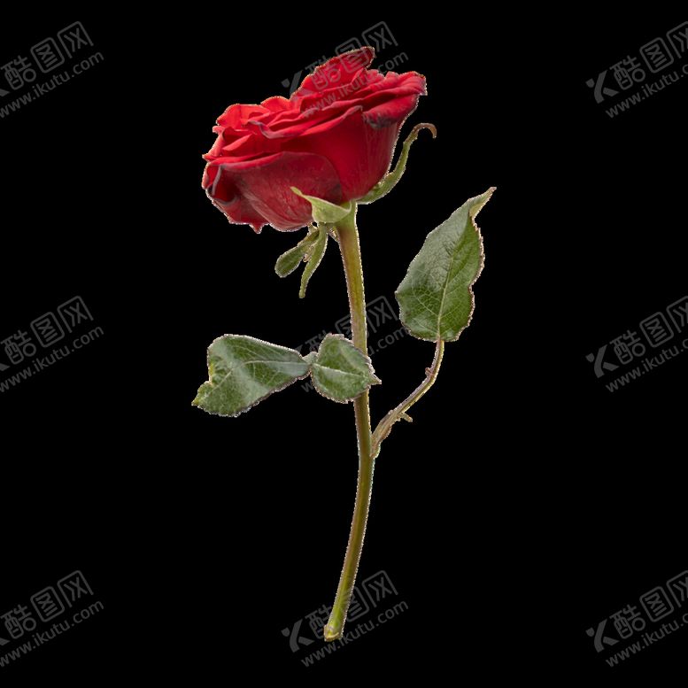 编号：76051809201311440675【酷图网】源文件下载-玫瑰 花卉 花朵