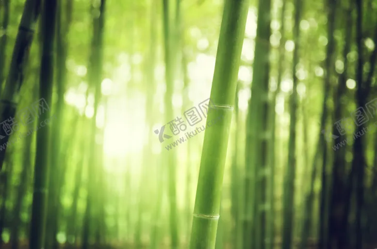 编号：16004006160152423719【酷图网】源文件下载-竹子