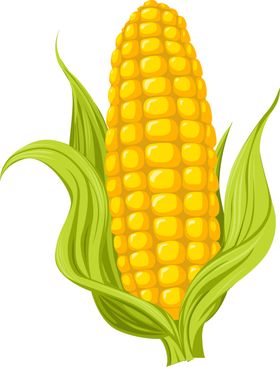 玉米图片火锅蔬菜透明底蔬菜健康食品