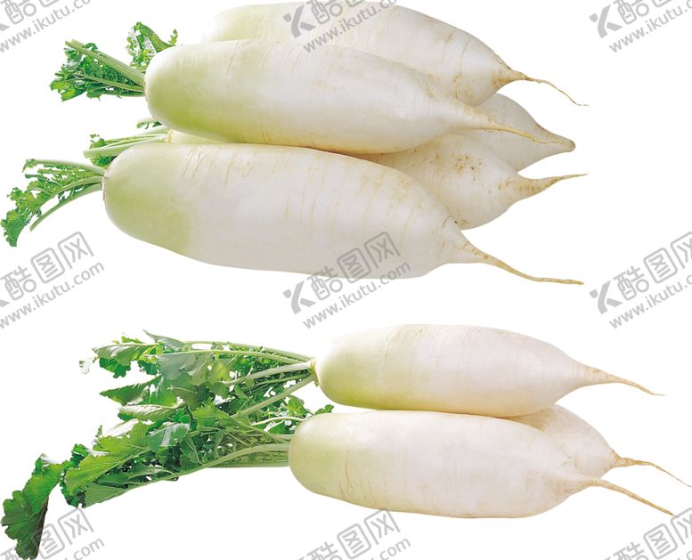 编号：71054710080154018107【酷图网】源文件下载-萝卜