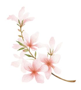 粉色花