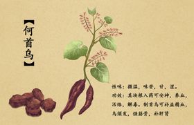 何首乌中药复古药材传统背景素材
