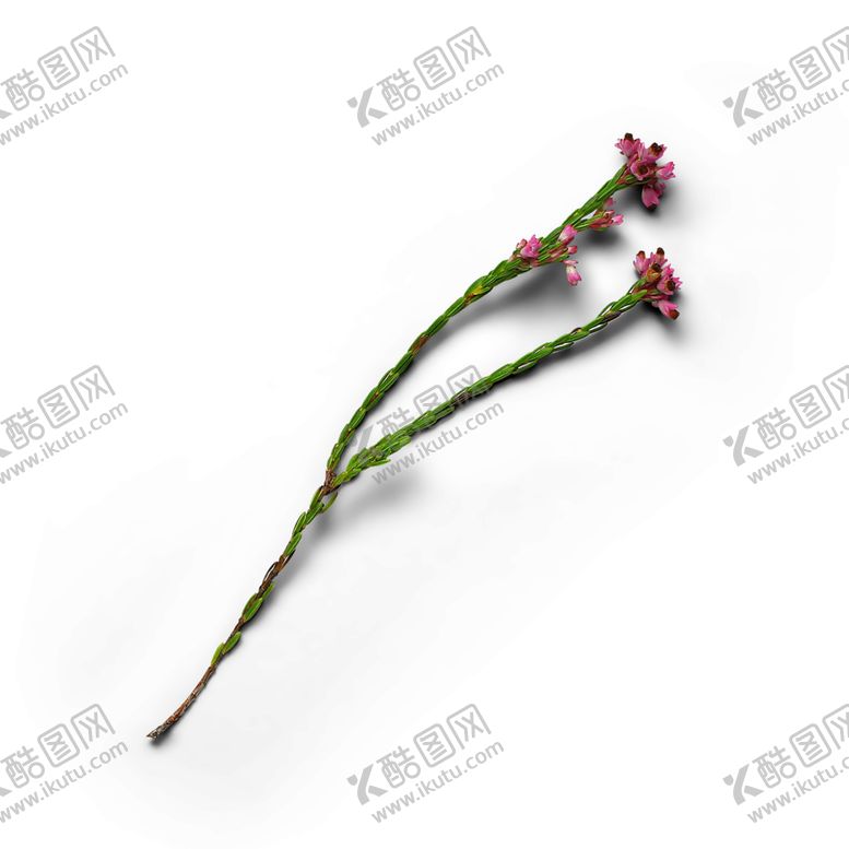 编号：88670107080750546391【酷图网】源文件下载-松针