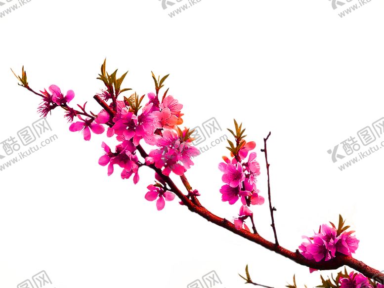 编号：30237305161634291428【酷图网】源文件下载-花素材