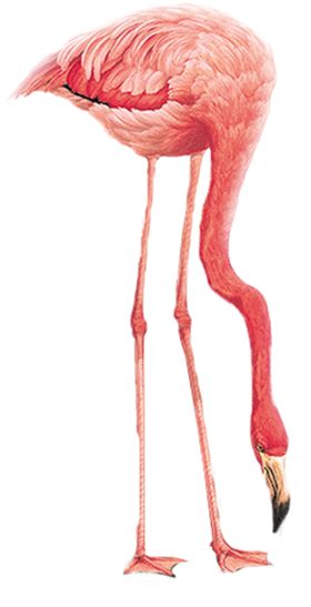 火烈鸟