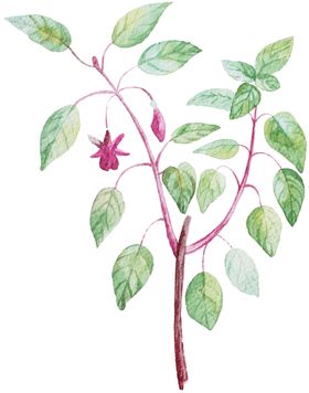 手绘植物