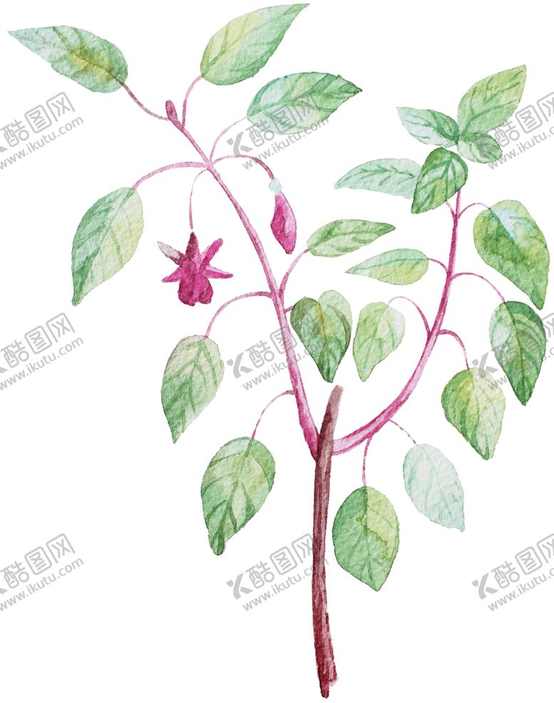 编号：62805205140101301123【酷图网】源文件下载-手绘植物