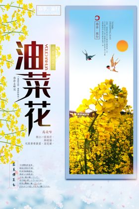 油菜花