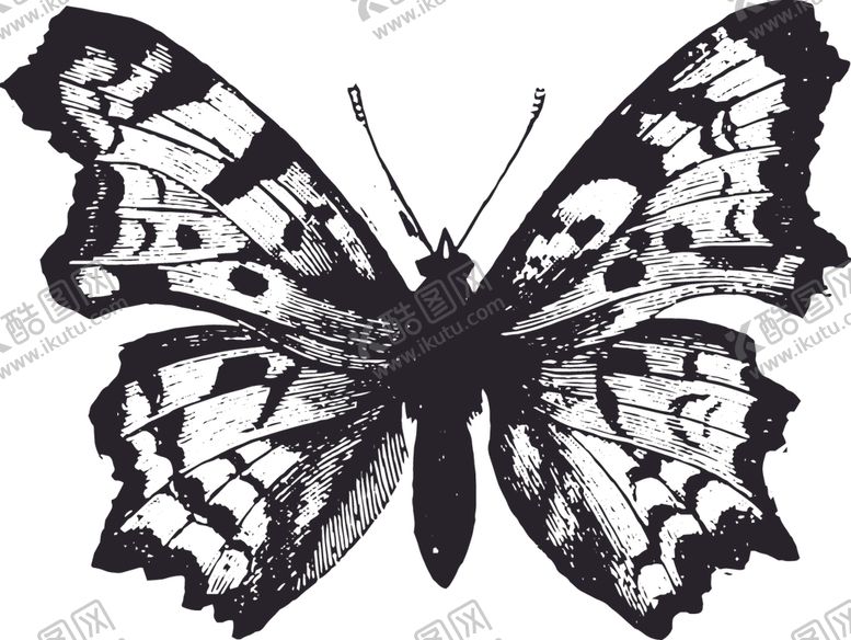 编号：18651109090755134088【酷图网】源文件下载-自然昆虫蝴蝶标本插画