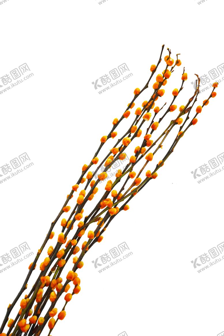 编号：47022607130446347441【酷图网】源文件下载-免抠背景干花枯花