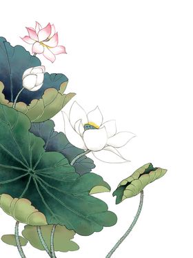 荷花