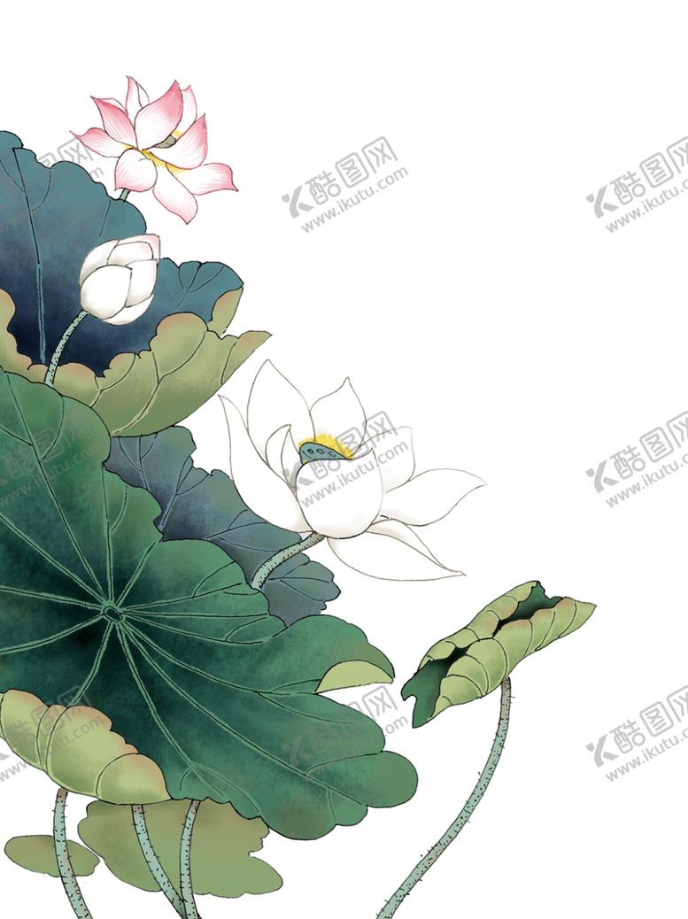 编号：47345306240721584923【酷图网】源文件下载-荷花