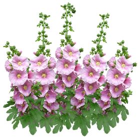 鲜花