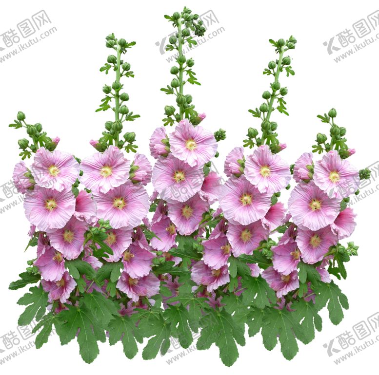 编号：80130110270452216797【酷图网】源文件下载-鲜花