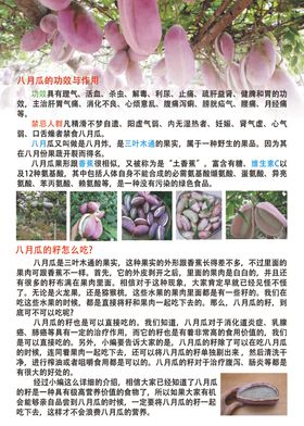 野生水果八月瓜功效