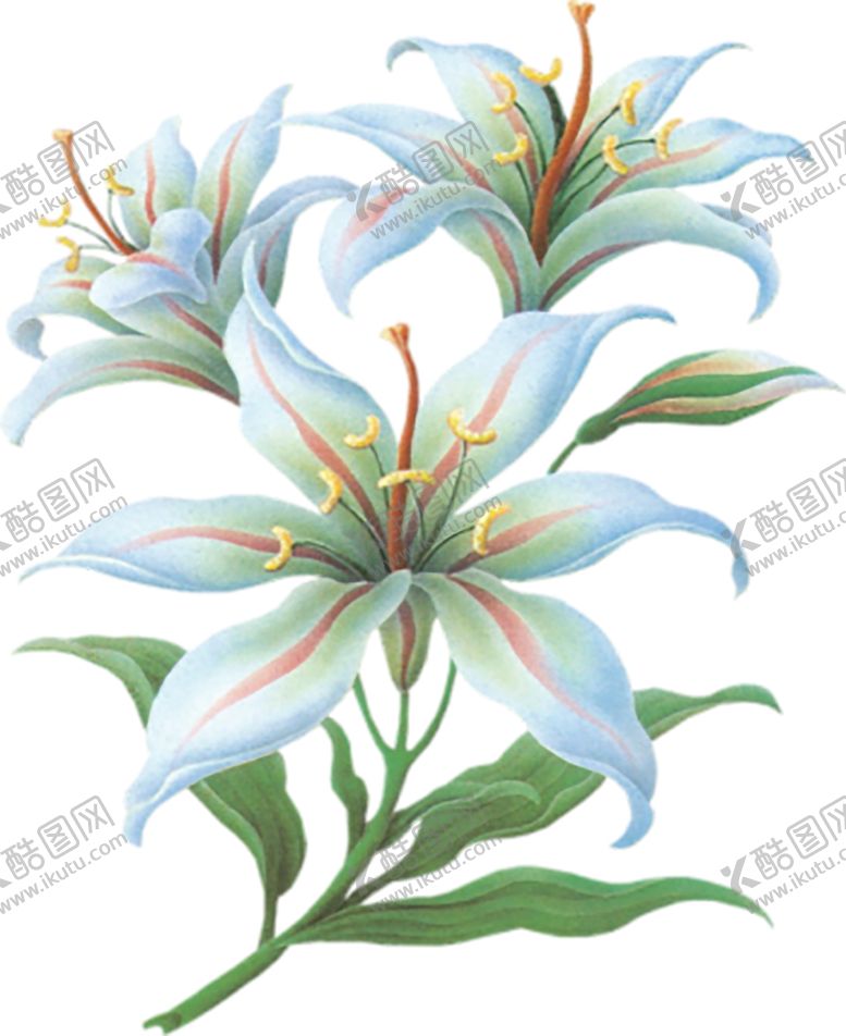 编号：73640609250841339095【酷图网】源文件下载-鲜花素材