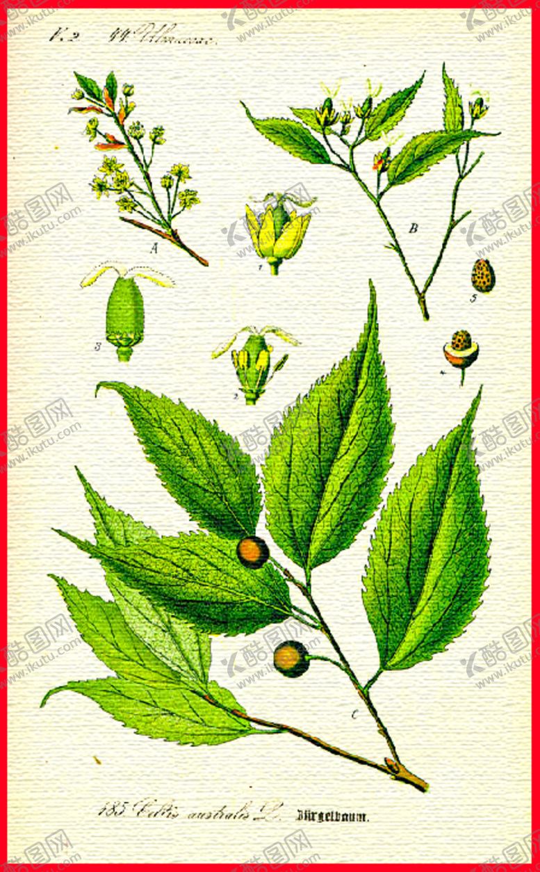 编号：67344504290512336286【酷图网】源文件下载-绿叶叶子叶脉