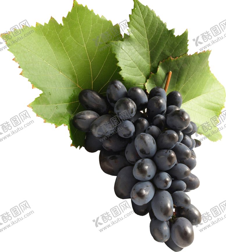 编号：81325307030729243505【酷图网】源文件下载-葡萄