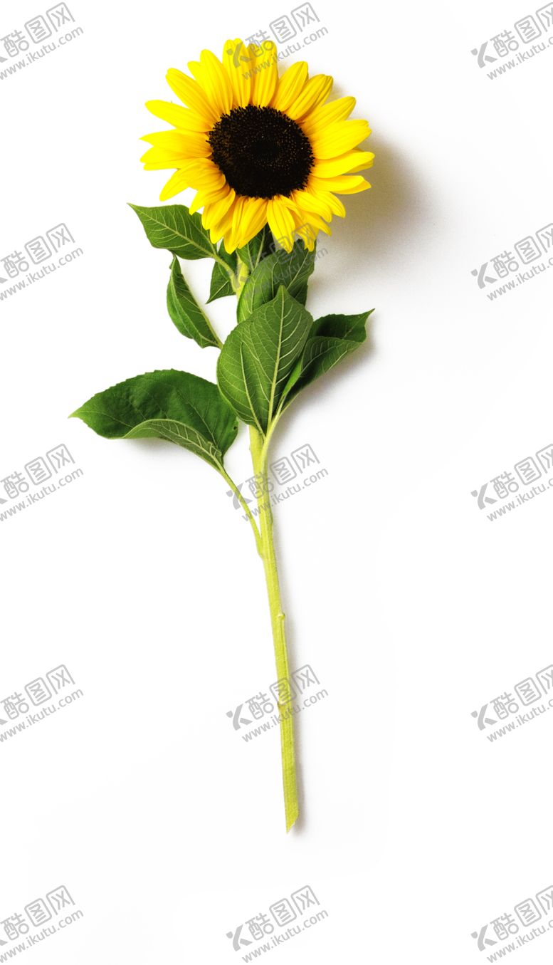 编号：75101410050450364103【酷图网】源文件下载-向日葵