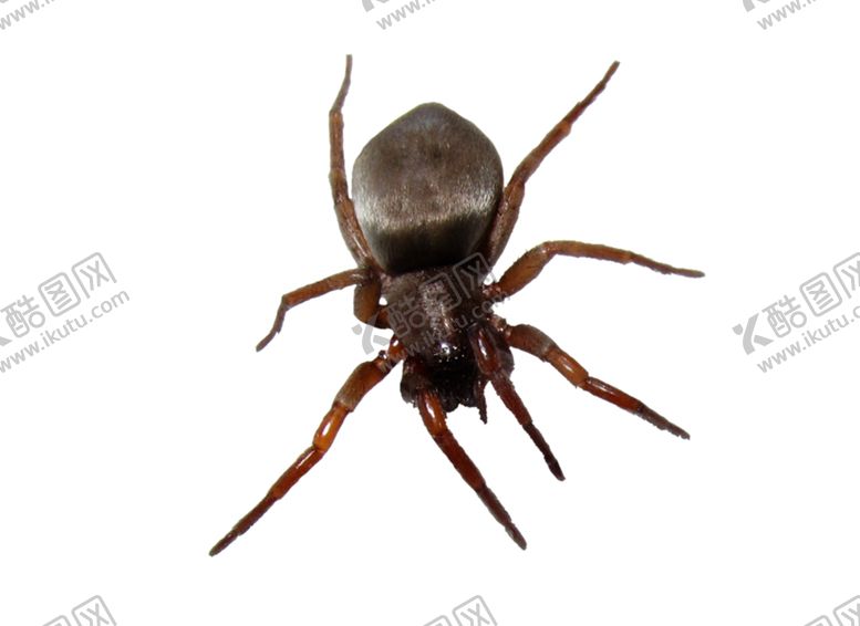 编号：84649910052149139804【酷图网】源文件下载-甲虫