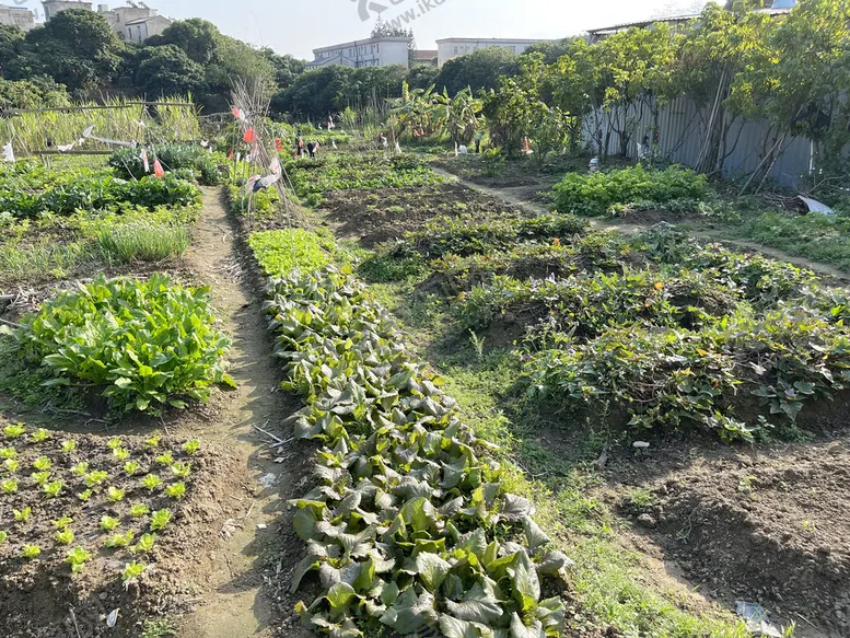 编号：52310609200145156034【酷图网】源文件下载-菜园