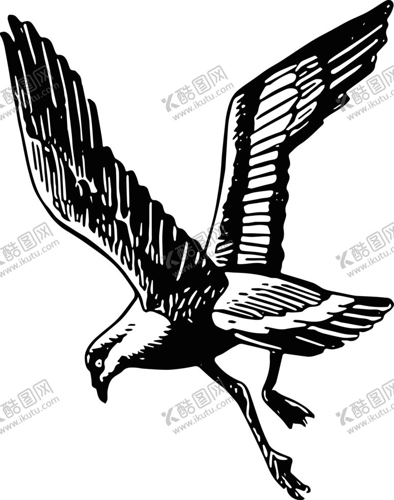 编号：32501201170717335379【酷图网】源文件下载-老鹰 