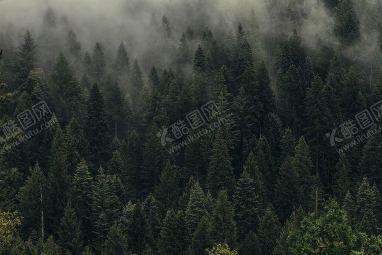 编号：41511110311311391142【酷图网】源文件下载-森林