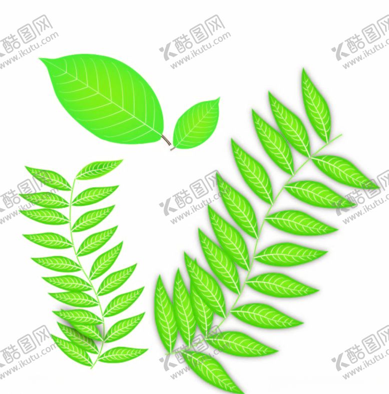 编号：45061309090117109558【酷图网】源文件下载-矢量树叶