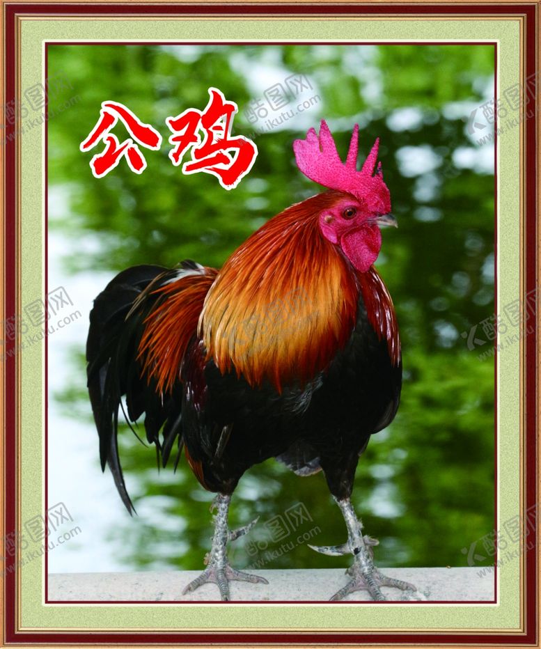 编号：67548310080531536173【酷图网】源文件下载-公鸡