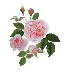 手绘花卉插画水彩素材高清