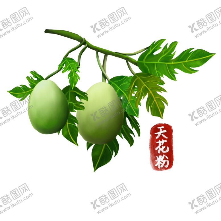 编号：20358002070137535308【酷图网】源文件下载-手绘天花粉
