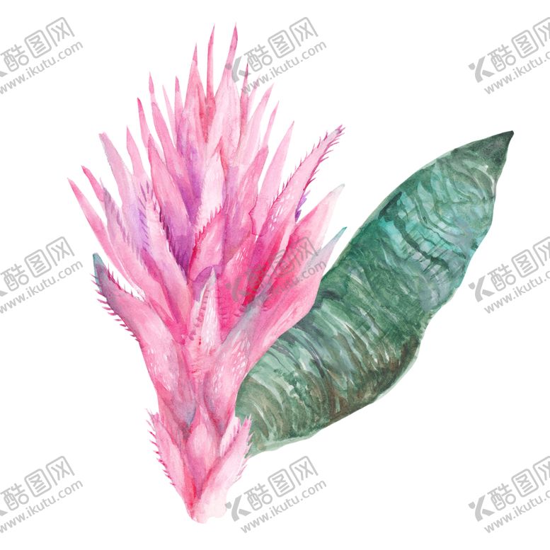 编号：91162510260222101858【酷图网】源文件下载-夏日热带水彩花朵