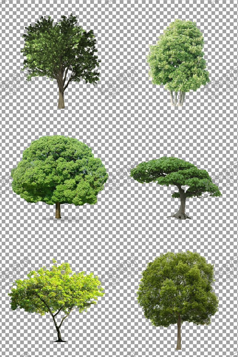 编号：50166509110548286514【酷图网】源文件下载-绿色茂盛大树