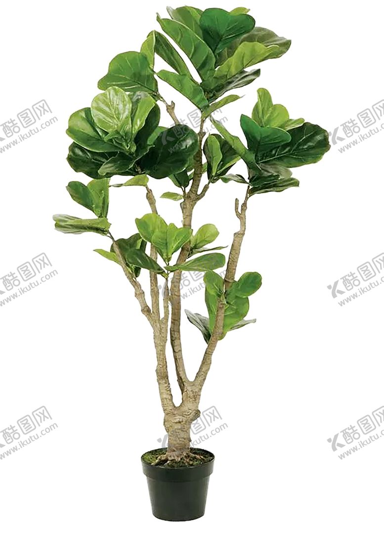 编号：48039107140859598002【酷图网】源文件下载-绿色植物