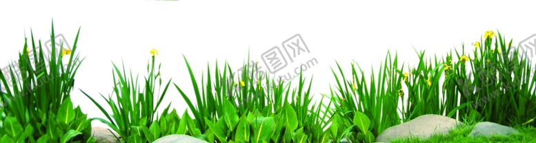 编号：87848707090835292036【酷图网】源文件下载-水生植物