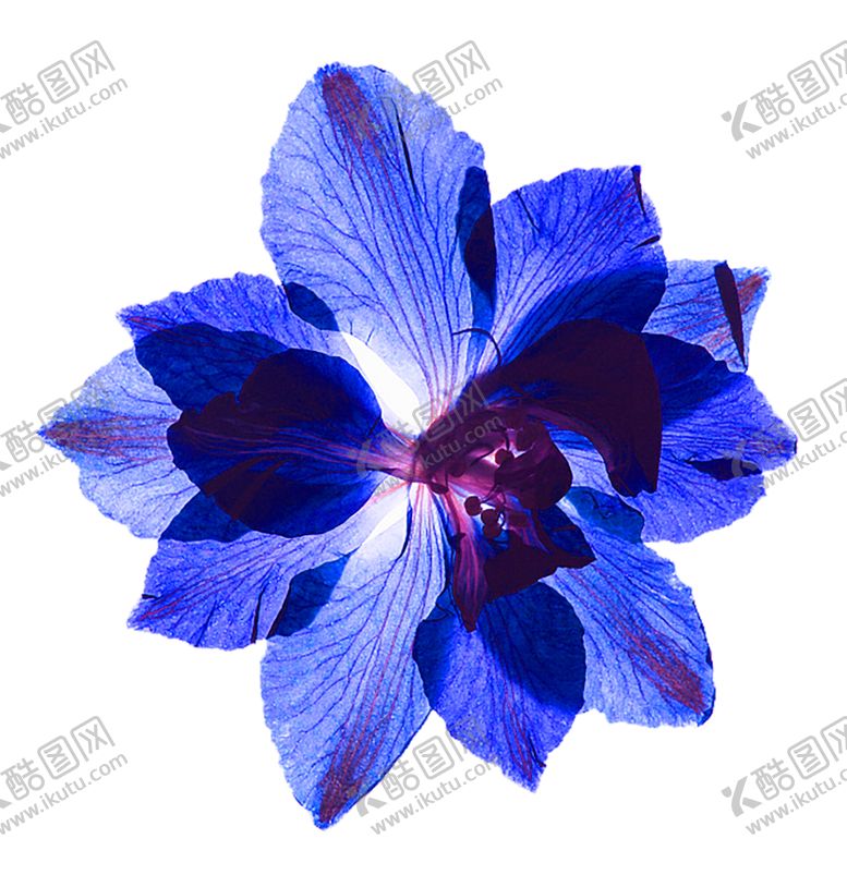 编号：32325705131745594045【酷图网】源文件下载-鲜花素材