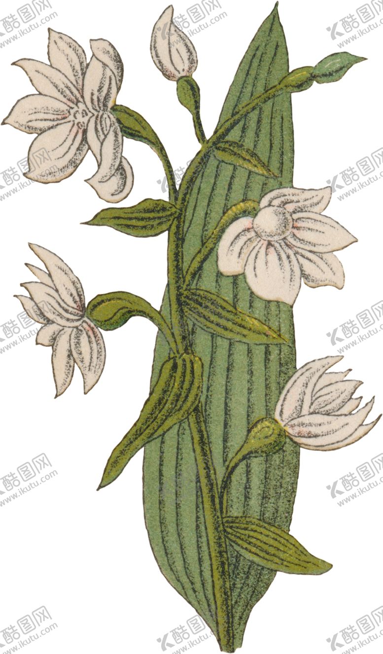编号：83886605100403172815【酷图网】源文件下载-花卉插画