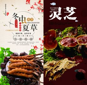 冬虫草