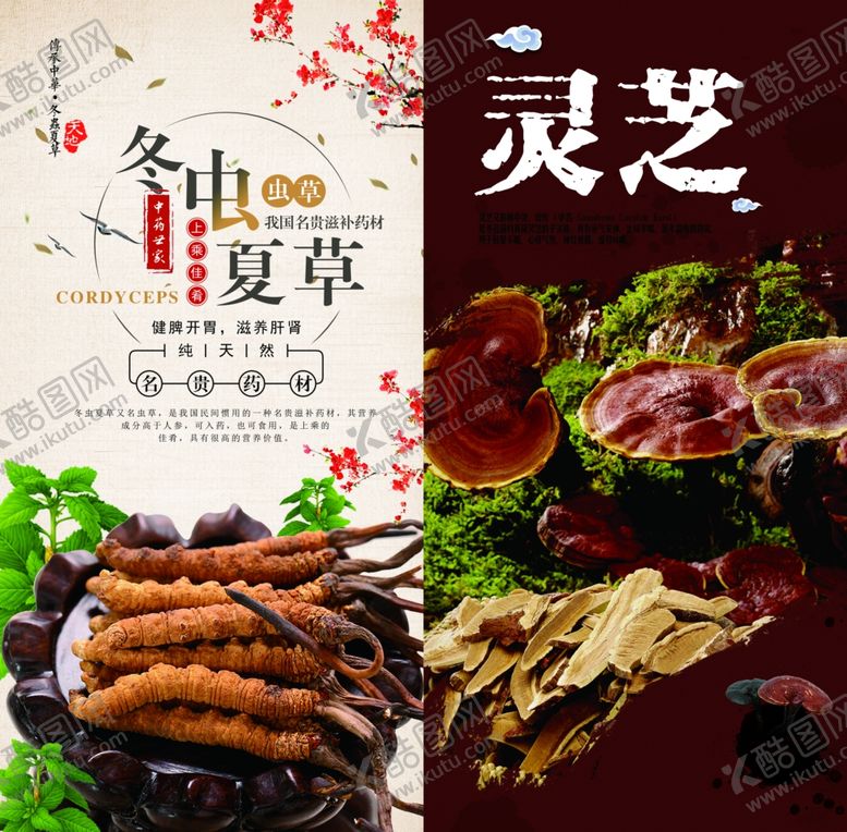 编号：96542407121143183161【酷图网】源文件下载-冬虫草灵芝等中药材展示