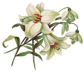 百合