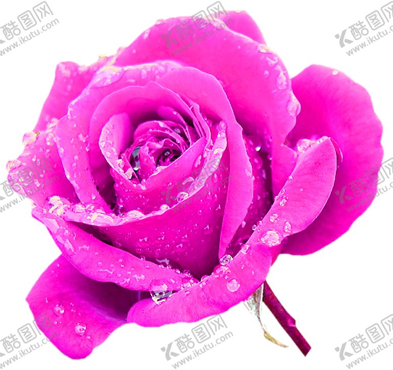 编号：83070705051728201193【酷图网】源文件下载-鲜花素材